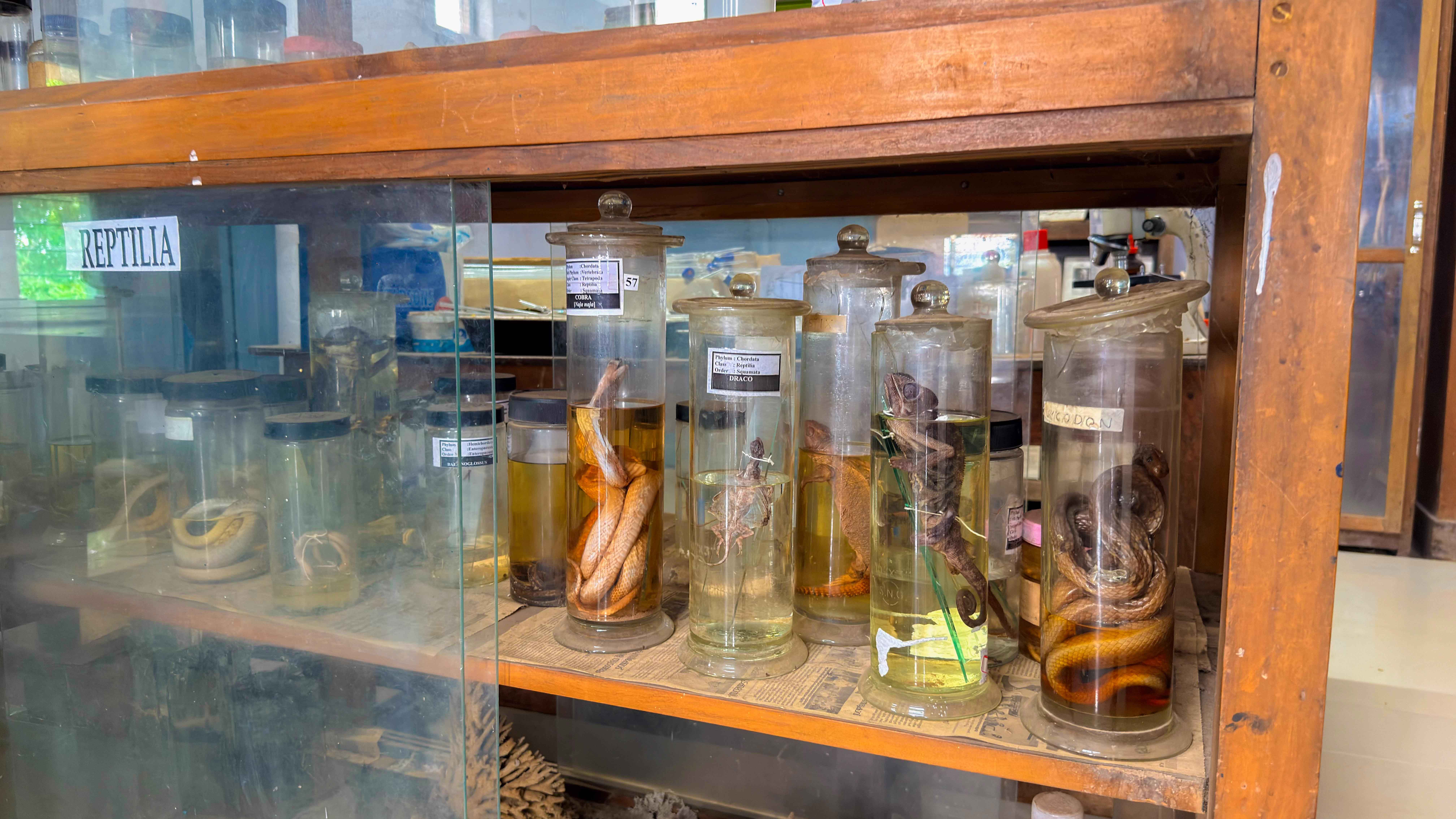 Zoology Lab 5